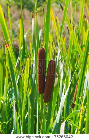 Typha