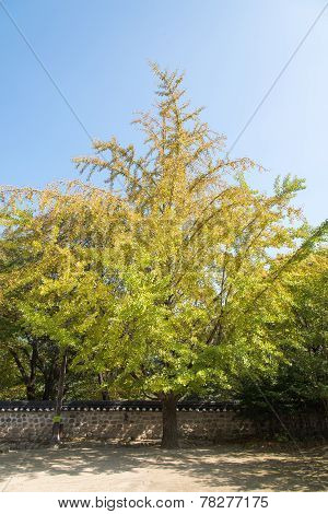 Big Ginkgo Tree