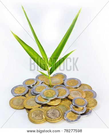 Mexican Peso Growth Plant
