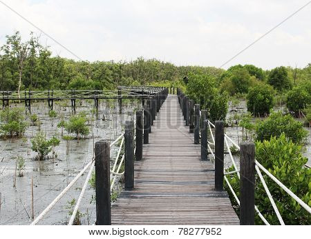 Mangrove forest