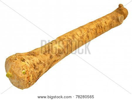 Horseradish Root
