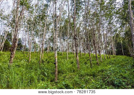 Rubber Tree Plantation