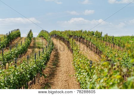 Tokay Grapes