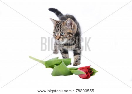 Little Cute Cat
