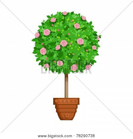 Flowering Tree In A Pot