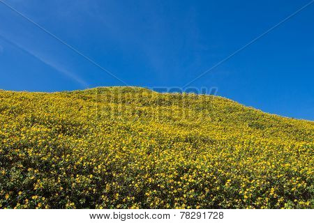Maxican Sunflower On Meadow And Blue Sky