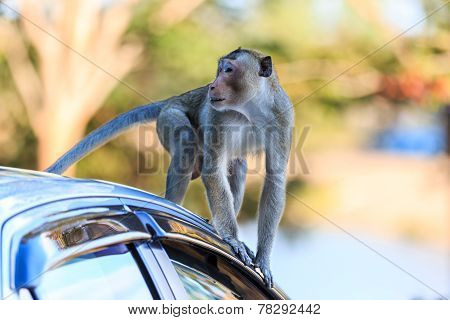 Monkey (crab-eating Macaque) Climbing On Car In Thailand