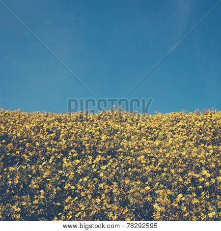 Maxican Sunflower On Meadow And Blue Sky Vintage