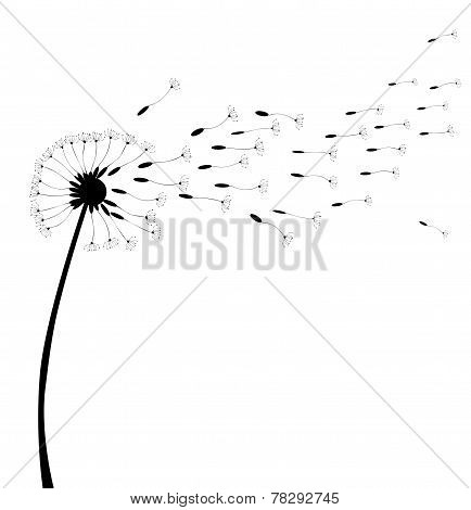 Dandelion