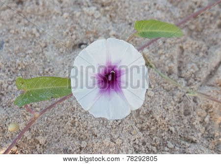 Pure flower
