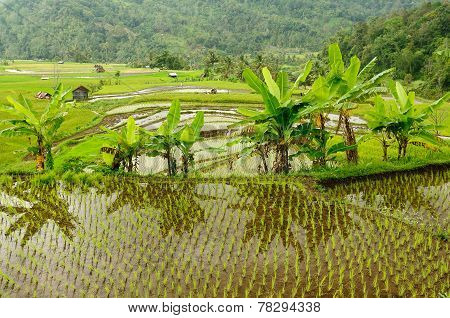 Indonesia Countryside On The Sumatra Island