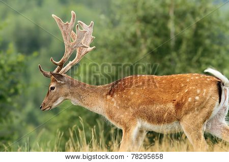 Beautiful Fallow Deer Buck