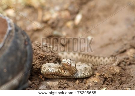 Bootboot Walking Towards Sand Viper