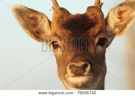 Funny Portrait Of Deer Buck