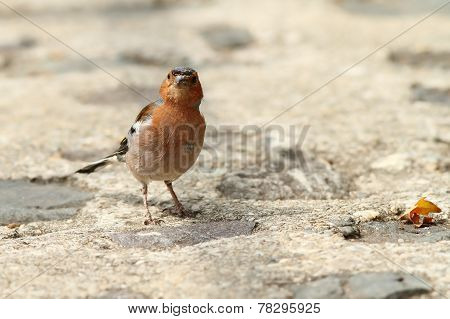 Male Chaffinch On Park Alley