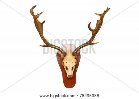 Old Fallow Deer Stag Hunting Trophy