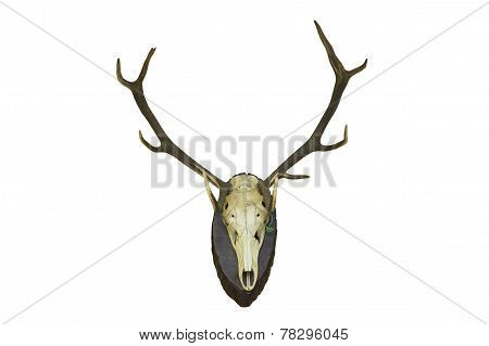 Red Deer Stag Hunting Trophy For Wall Mounting