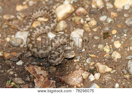 Small Vipera Ammodytes On Gravel