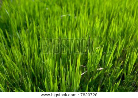 Gras