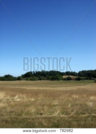 Hainault Wald 3