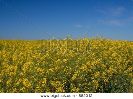 カノーラ フィールド