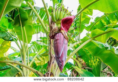 Banana Blossom On The Tree