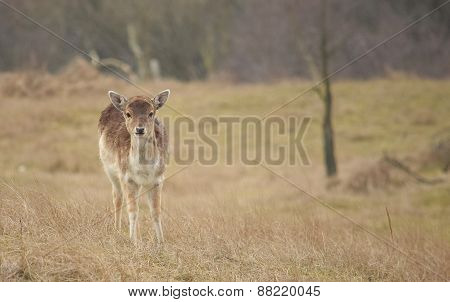 Fallow deer