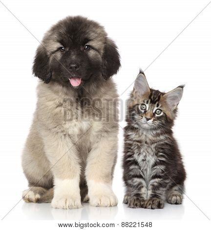 Puppy And Kitten