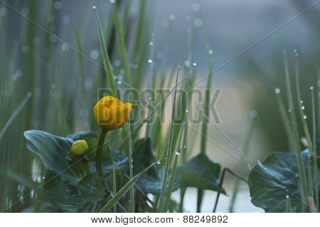 Caltha palustris, marsh-marigold or kingcup under the rain, Vosges, France