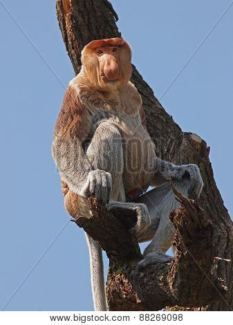 Proboscis Monkey