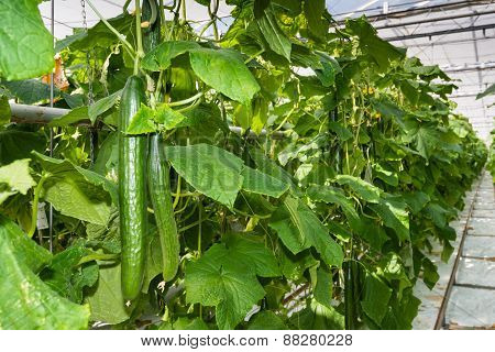 Long Cucumbers Growing In A Glasshouse