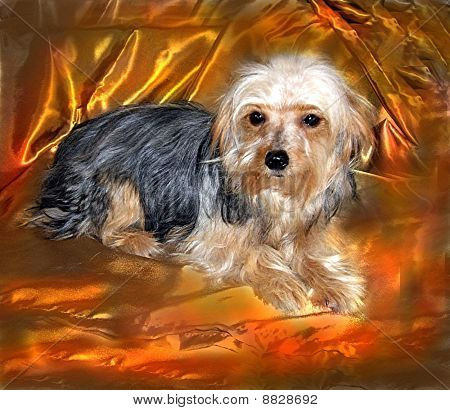 Jubileet Yorkie
