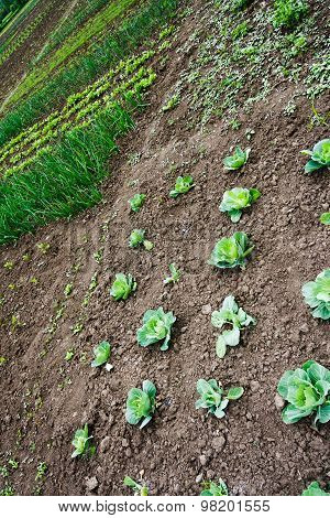 Kitchen Garden With Cabbage,  Seedlings And Young Greens