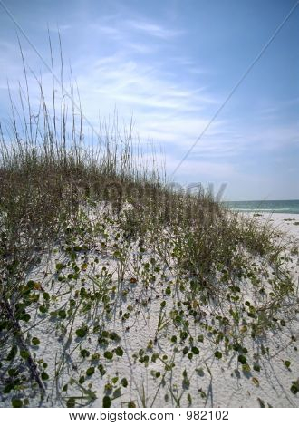 Pensacola Beach Sand Dune