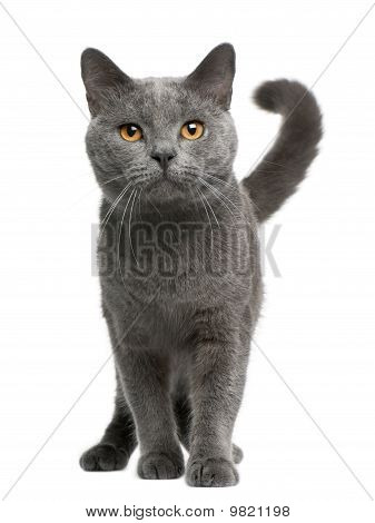 Chartreux Cat, 16 mesi vecchia, in piedi davanti a sfondo bianco