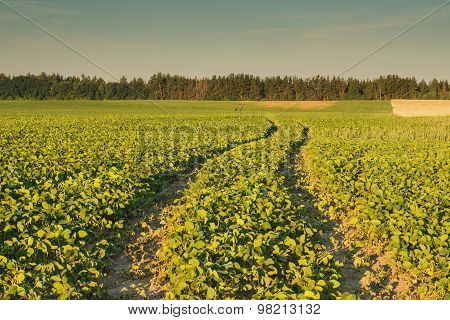View of the field bean
