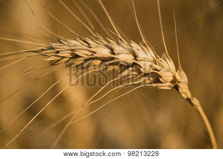 Spikelets of wheat
