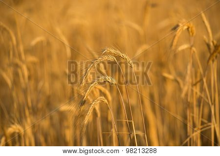 Wheat ears