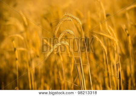 Wheat ears