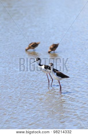 Black-necked stilt