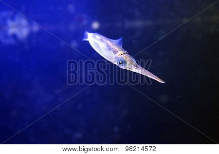 Caribbean Reef Squid
