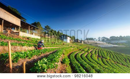 Chiang Mai, Thailand-december 11 : Worker Watering Strawberry In Strawberry Field On December 11, 20