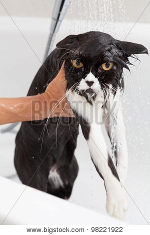 Bathing A Cat