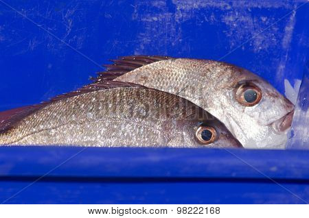 Fresh Snapper Fish Box Image & Photo (Free Trial) | Bigstock