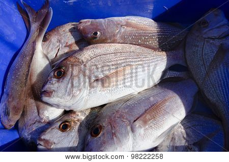 Snapper Fish