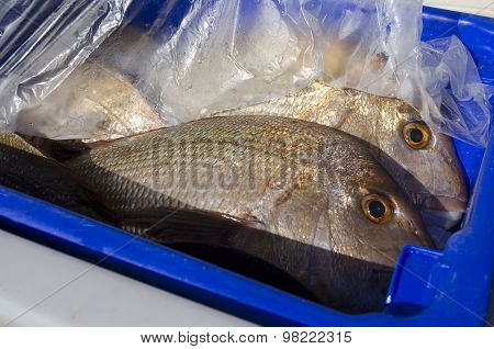 Snapper Fish