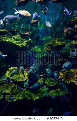 Tropical Fish