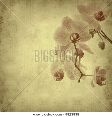 Textured Old Paper Background With Pink Stripy Phalaenopsis Orchid