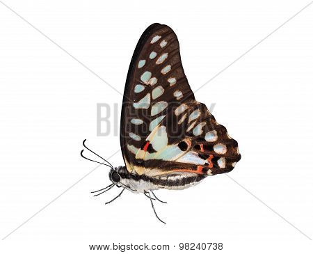 Isolated Of Common Jay Butterfly (graphium Doson)