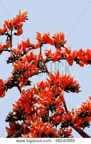 Bastard Teak Flower